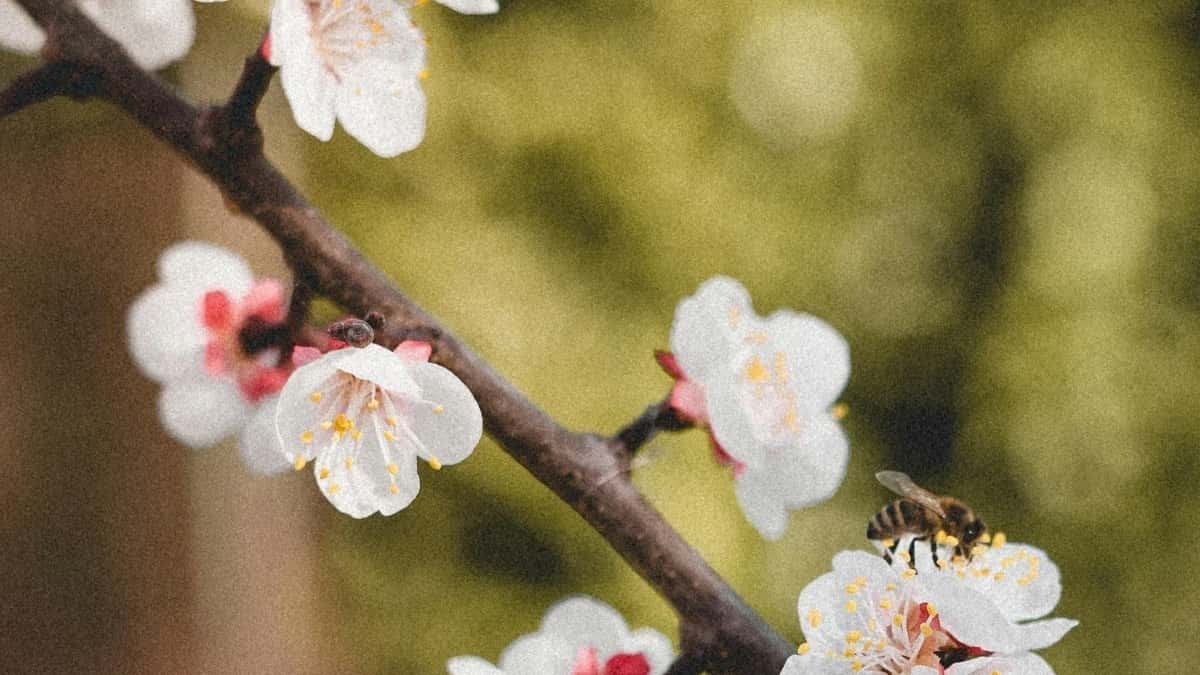 Abakora kuri Pinterest muri Suisse: Uburyo bwo Gutanga Proposal y’Ubwuzuzanye Bukora