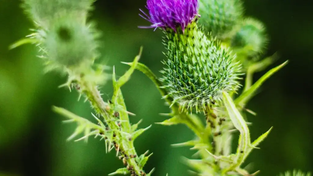 Inama zifatika ku buryo abamamaza mu Burundi bashobora kuronka no gukorana na Hulu creators bo muri Indonesia kugira bazamure ingendo z’akarere.