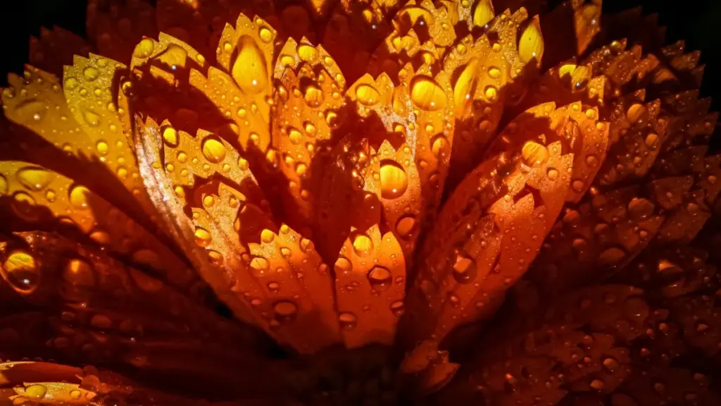 Inama y'imigambi yo ku bakiriya ba YouTube muri Afurika y'Epfo ku bamamaza imyenda mishasha — uburyo bwo kuyishakisha, gutoranya, no gukorana neza.