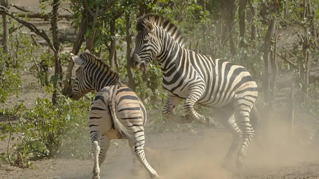 Inzira nziza kandi z'imvo kurishira abanyagihugu b'i Italy kuri Telegram kugira ubasongezere kohereza amatangazo y'ishauma. Inama, ibimenyetso n'ubwitonzi ku gikorwa kuva mu 2025.