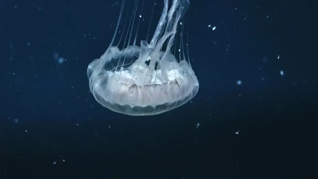 Uburyo bw'imvugo, tools, n'uburyo bwo kubona na guhitamwo Jordan creators kuri Bilibili kugira ngo sentiment y'ikirango cawe izamuke mu masoko ya Asia.