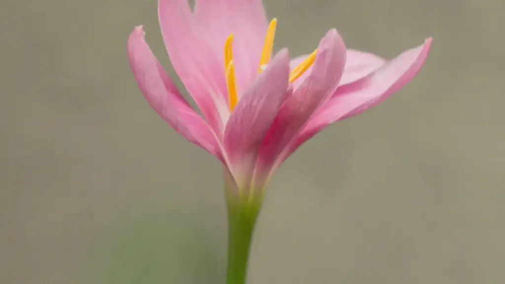 Inama z'ingirakamaro ku bahinga b'i Burundi bashaka gukorana n'amabirama yo muri Mexico kuri WeChat no gusangiza codes z'uduhimbara igihe gito.