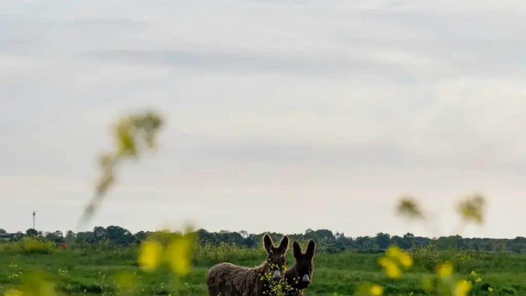 Inama z'inyamwuga ku buryo abakora ibijyanye n'ubuzima bo mu Burundi bashobora kugera ku masosiyete ya Tunisia kuri Threads kugira ngo bitabire ubukangurambaga bwa wellness.
