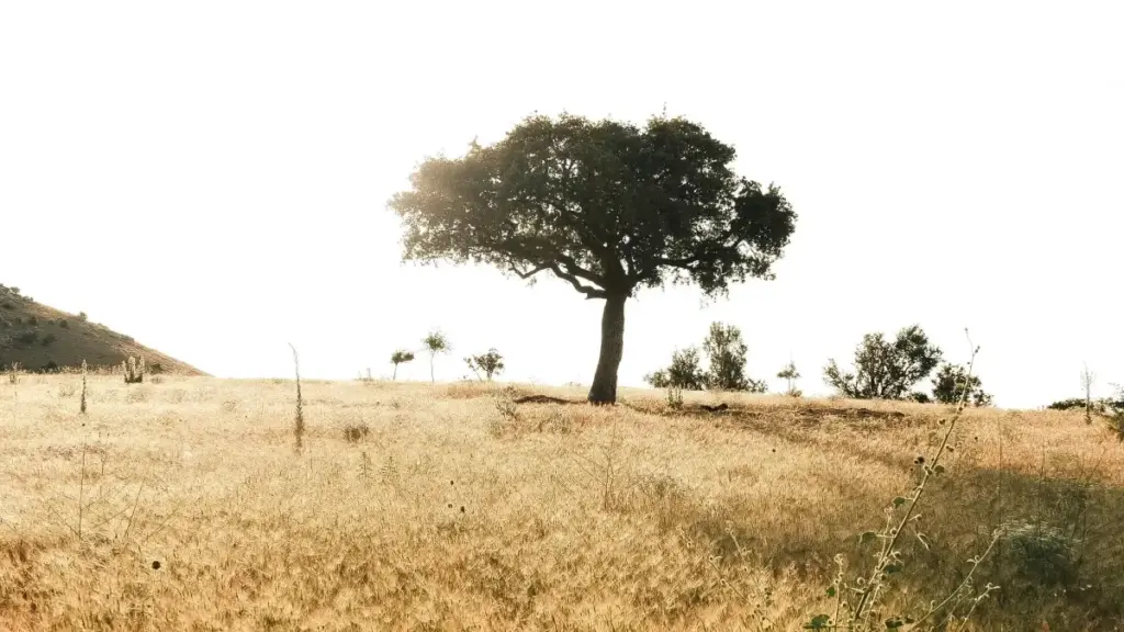 Inama nziza z'umukoramutima w'i Burundi: uko ushikira amashirahamwe yo muri Espagne kuri YouTube ngo mukore giveaways, uburyo bwo gutegura pitch, ama-tools, na MaTitie SHOW TIME n'uko VPN ifasha.