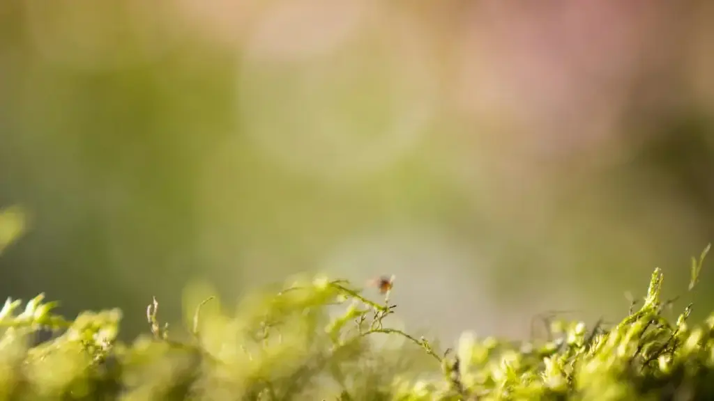 Inama zinyuranye z’ukuntu abamamaza bo mu Burundi bashobora kubona no gukorana n’abarema ibiri ba Moj muri Côte d’Ivoire kugira ngo bazamure product-led growth.