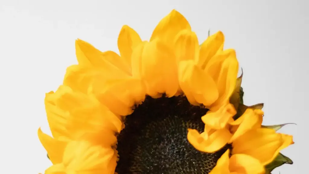 Inama z'umwuga zo mu Burundi ku buryo bwo gushakisha no gukorana n'abakora Moj bo muri Israel kugira ngo mubarike limited edition drops neza, hakoreshejwe ubushakashatsi n'ubuhamya.