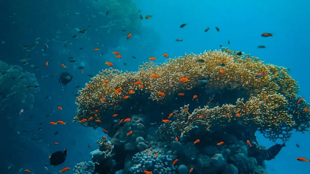 Inama z'umwuga ku buryo abarema bo mu Burundi bashobora kugera ku brand zo muri Tanzania kuri Moj kugira ngo bifatanye mu bikorwa vya wellness.