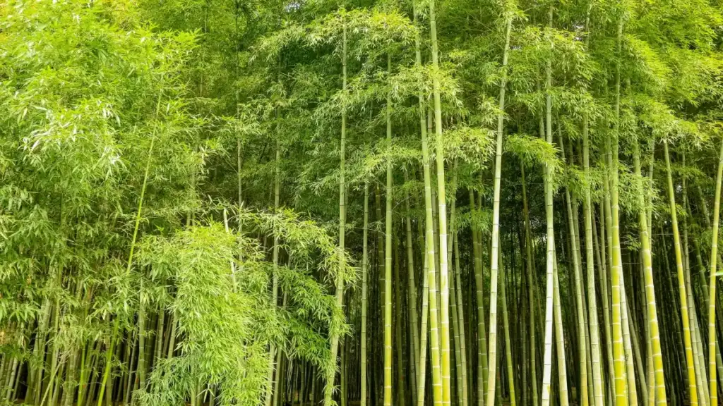 Uburyo bworoheje kandi bwumvikana bwo kugera ku mabandaki ya Bangladesh kuri Discord, kubaka ibiganiro bifite agaciro ku bafana no guhindura umubano mu mafaranga.