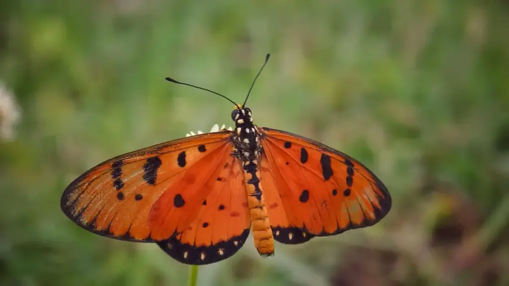 Inama z'umwuga zikoreshwa mu Burundi: uko ushaka abanditsi ba vkontakte ba Vietnam ku buntu, uko ubagerageza ku isoko, n'ibigenderwaho by'igenamigambi.