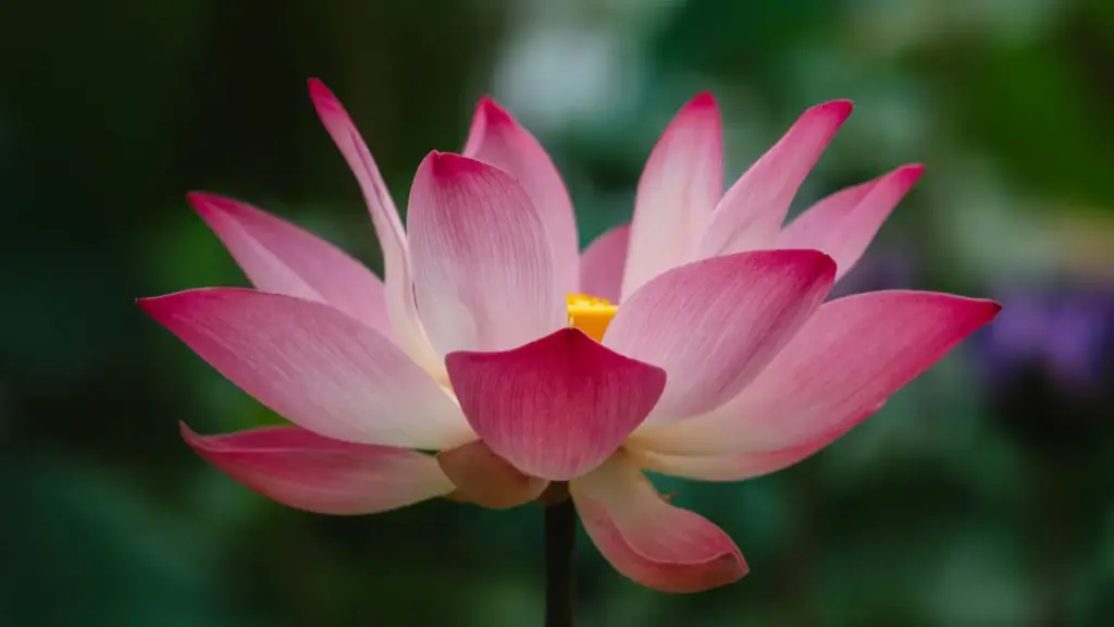 Uburyo bwihuse bwo kubona abarema ibiri kuri Spotify muri Slovakia kugira ngo mukore tutorials za make-up n'abakora content — inama z'akarere, aho kubatora, n'uburyo bwo kuganira.