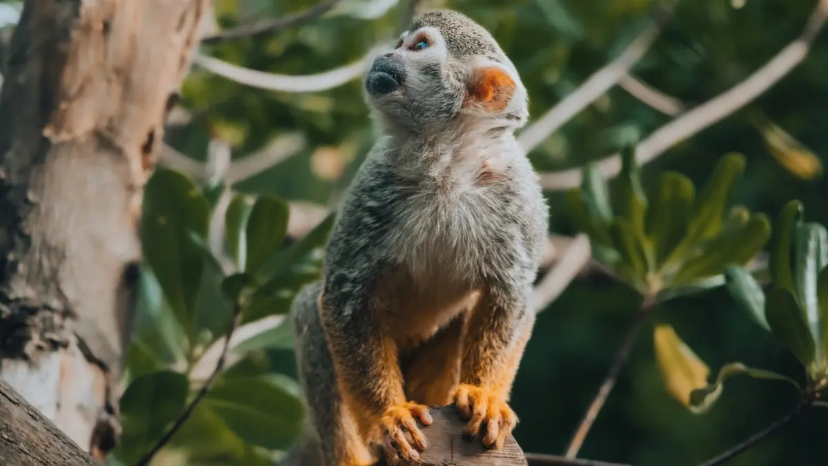 Uko wotora abakora Spotify ba Mexico bagatuma video iva